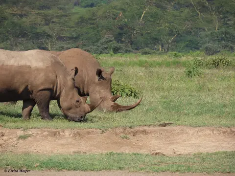 WhiteRhinos4-2.jpg