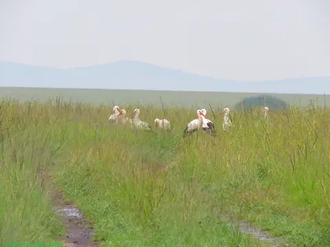 WhiteStorks.jpg