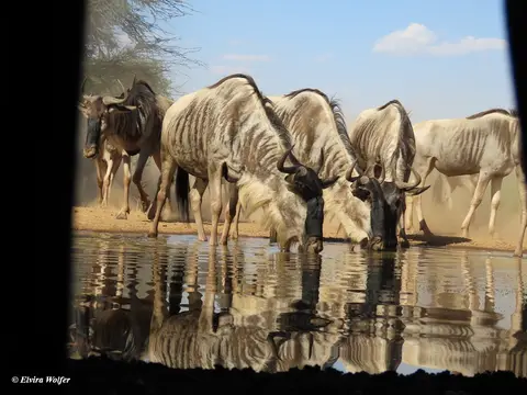 Wildebeest3-2.jpg