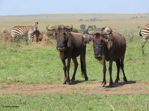 WildebeestZebra.jpg