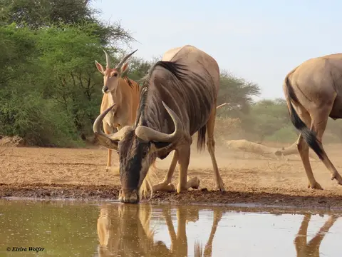 Wildebeestonknees.jpg