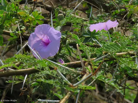 Winde-Ipomoeacairica.jpg