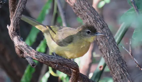 Yellow-belliedGreenbul-Chloricichlaflaviventriscentralis.jpg