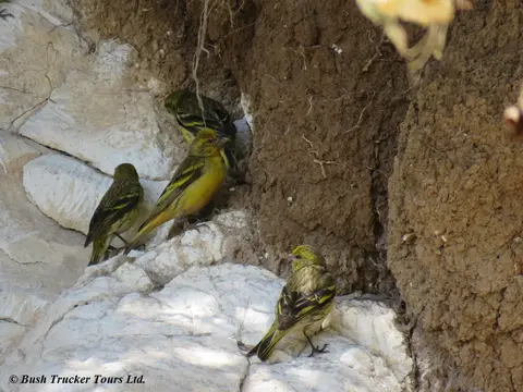 Yellow-crownedCanary.jpg