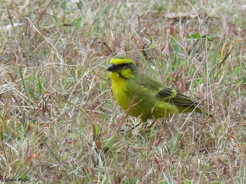 Yellow-frontedCanary.jpg