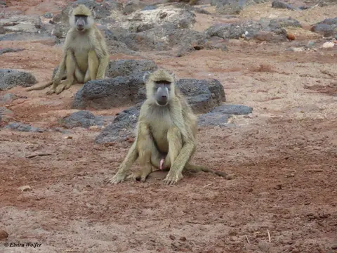 YellowBaboonFluss2.jpg