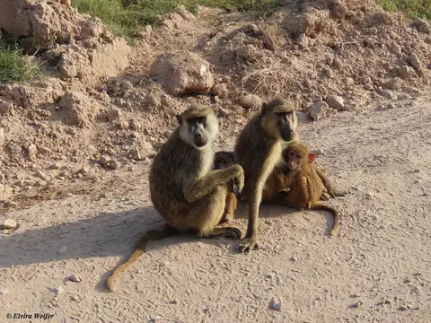 YellowBaboons1.jpg