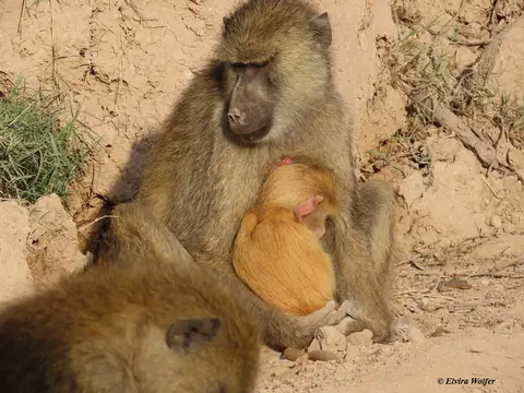 YellowBaboons3.jpg