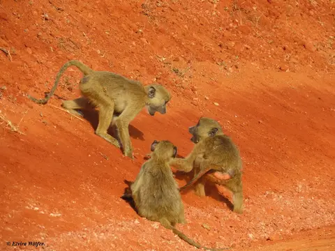 YellowBaboonsplaying1.jpg