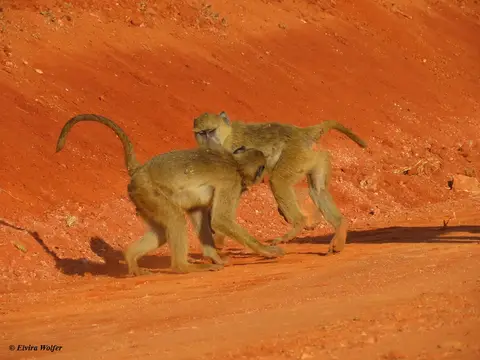 YellowBaboonsplaying2.jpg