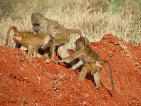 YellowBaboonsplaying4.jpg