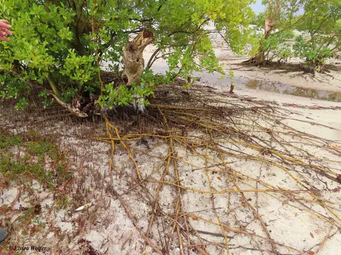 YellowMangrove.jpg