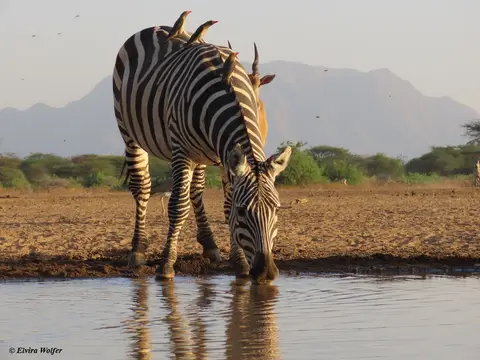 Zebra,Eland2.jpg