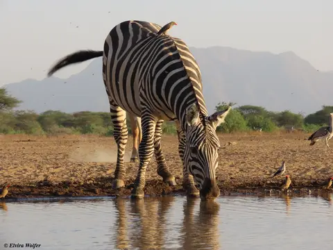 Zebra,Eland3.jpg