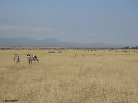 Zebra,Gnu,Thomson.jpg