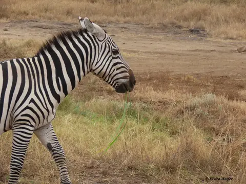 Zebra1-2-3-4.jpg