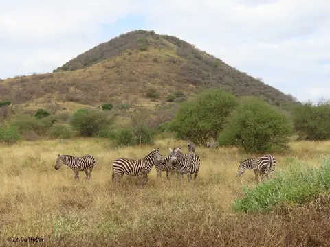 Zebra2Huegel.jpg