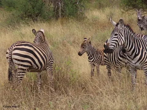 Zebra3Schattenstreifen.jpg