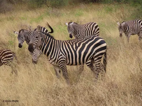 Zebra4Hengst.jpg