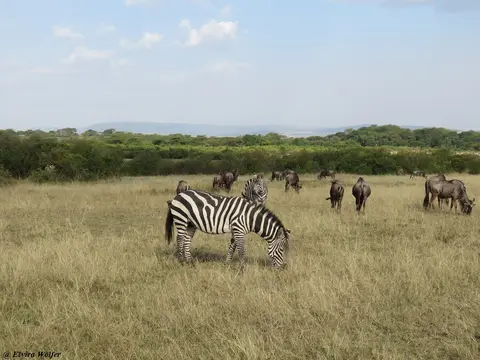 ZebraGnusTalek1.jpg