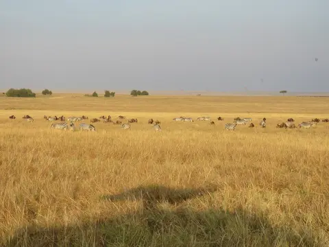 ZebraGnusTalek2Morgenlicht.jpg