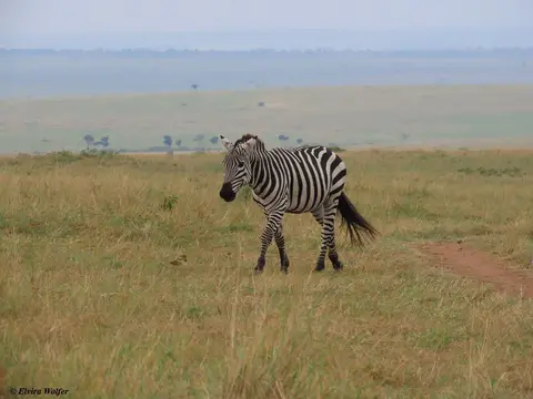 ZebraWeite.jpg