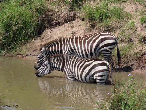 ZebraimWasser.jpg