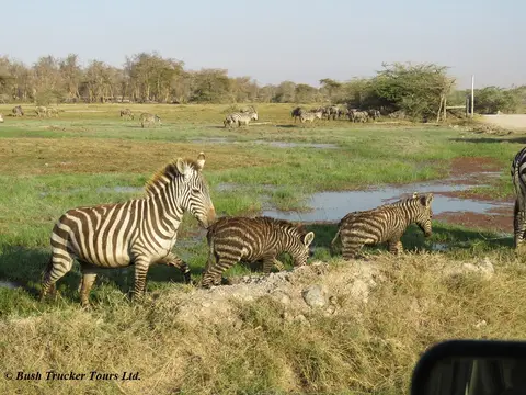 ZebrajungSchlamm2.jpg