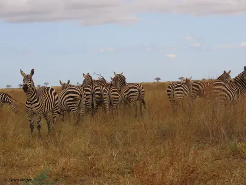 Zebras-2.jpg
