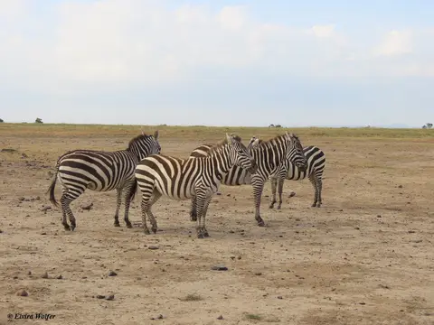 Zebras.jpg