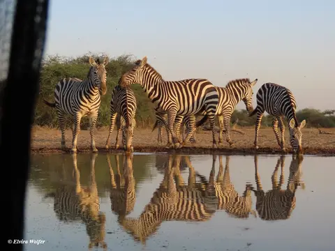Zebras2-2-3.jpg