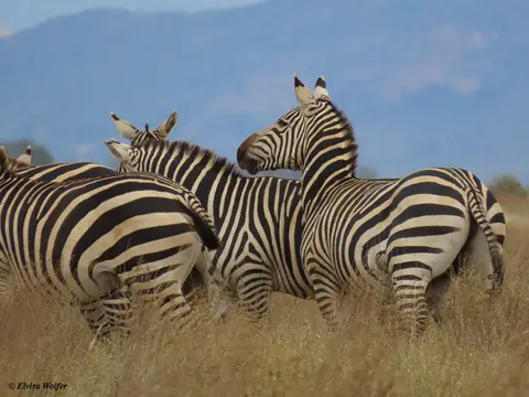 Zebras4-2.jpg