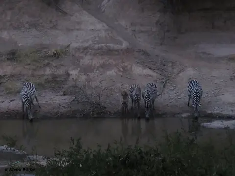 ZebrasAruba.jpg