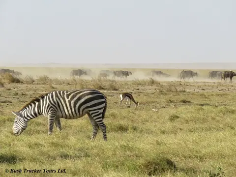 ZebrasBueffelStaub.jpg