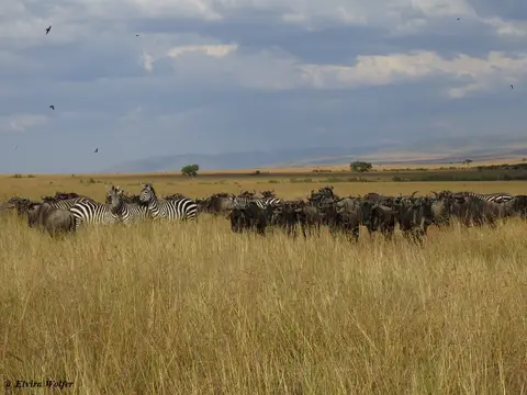 ZebrasGnus1.jpg
