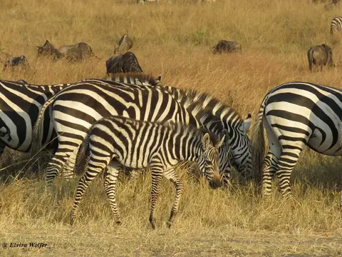 ZebrasGnus3.jpg