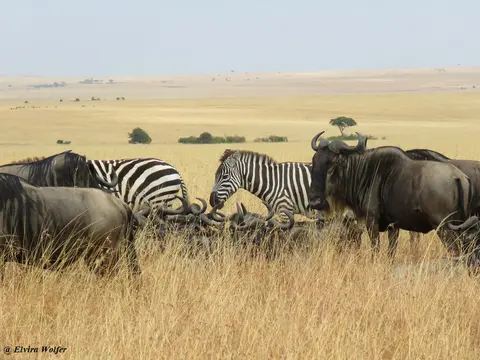 ZebrasGnus5.jpg