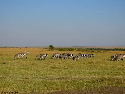 ZebrasMusiara.jpg