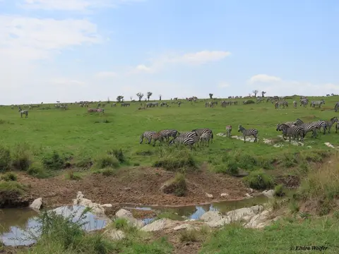 ZebrasmitWasser1.jpg