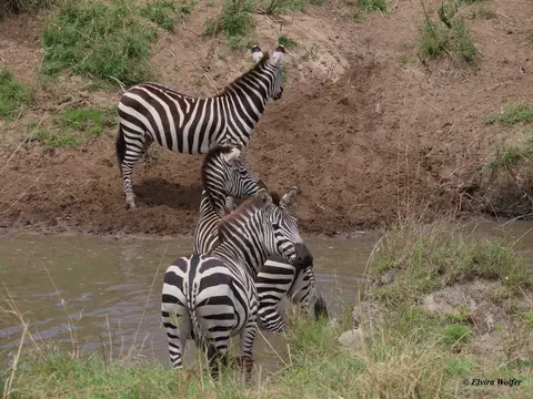 ZebrasmitWasser10.jpg