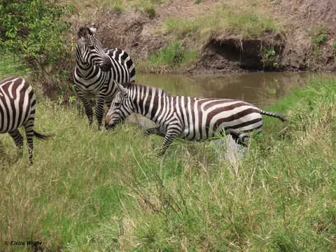 ZebrasmitWasser11.jpg