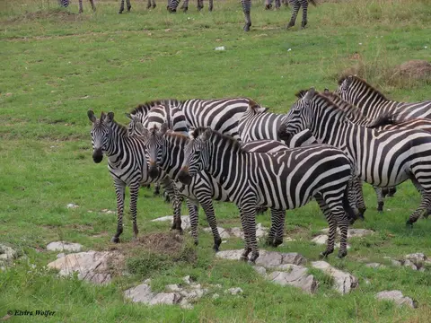 ZebrasmitWasser2.jpg