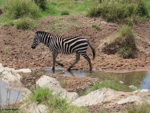 ZebrasmitWasser3.jpg