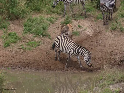 ZebrasmitWasser5.jpg