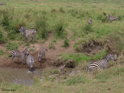 ZebrasmitWasser7.jpg