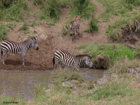 ZebrasmitWasser9.jpg