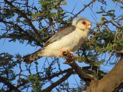 ZwergfalkenweibchenSamburu.jpg
