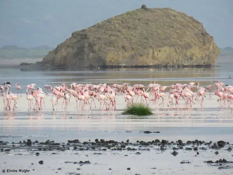 Zwergflamingos1.jpg