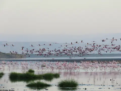 Zwergflamingos3.jpg