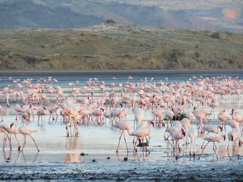 Zwergflamingos4.jpg